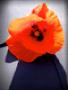 coquelicot 1-60x80