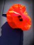 coquelicot 3-60x80